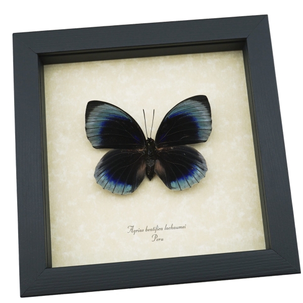 Rare Blue Butterfly Agrias beatifica lachaumei Female Framed Taxidermy Display