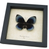 Rare Blue Butterfly Agrias beatifica lachaumei Female Framed Taxidermy Display