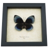 Rare Blue Butterfly Agrias beatifica lachaumei Female Framed Taxidermy Display