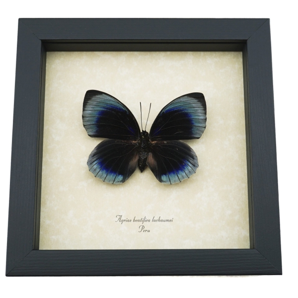 Rare Blue Butterfly Agrias beatifica lachaumei Female Framed Taxidermy Display