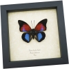 Rare Blue Red Fuchsia Hybrid Butterfly Agrias claudina lugens Prepona dexamenus Framed Display