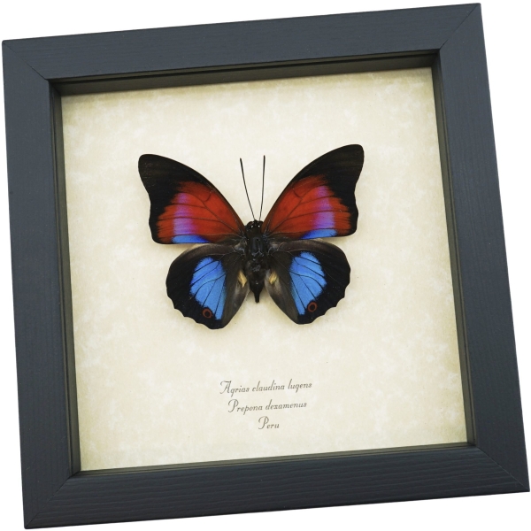 Rare Blue Red Fuchsia Hybrid Butterfly Agrias claudina lugens Prepona dexamenus Framed Display