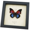 Rare Blue Red Fuchsia Hybrid Butterfly Agrias claudina lugens Prepona dexamenus Framed Display