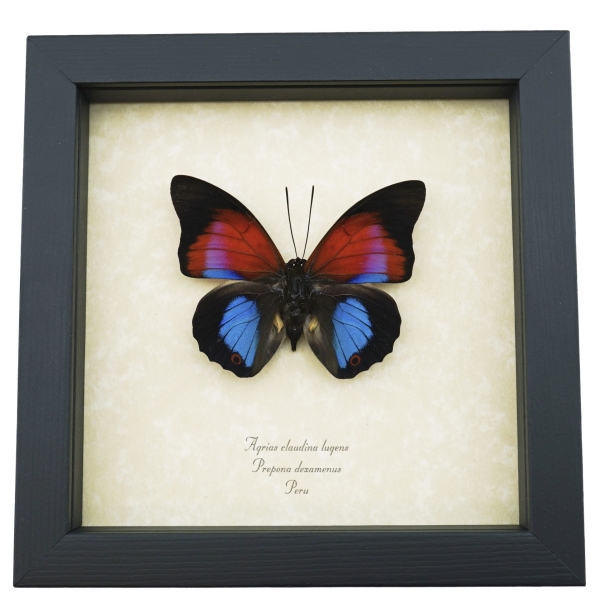 south american butterflies