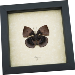 Vibrant Dead Leaf Mimic Butterfly Anaea anna verso Rare Framed Taxidermy ooak