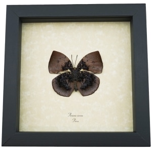 Vibrant Dead Leaf Mimic Butterfly Anaea anna verso Rare Framed Taxidermy ooak