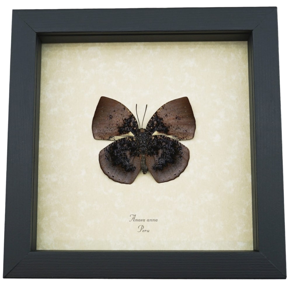 Vibrant Dead Leaf Mimic Butterfly Anaea anna verso Rare Framed Taxidermy ooak