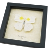 Anteos Chlorinde White Angled Sulphur Butterfly Framed Taxidermy Display