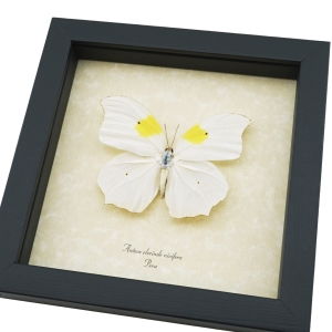 Anteos Chlorinde White Angled Sulphur Butterfly Framed Taxidermy Display