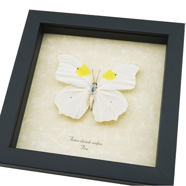 Anteos Chlorinde White Angled Sulphur Butterfly Framed Taxidermy Display