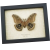 Antheraea polyphemus male Moth XL Real Framed Taxidermy Display