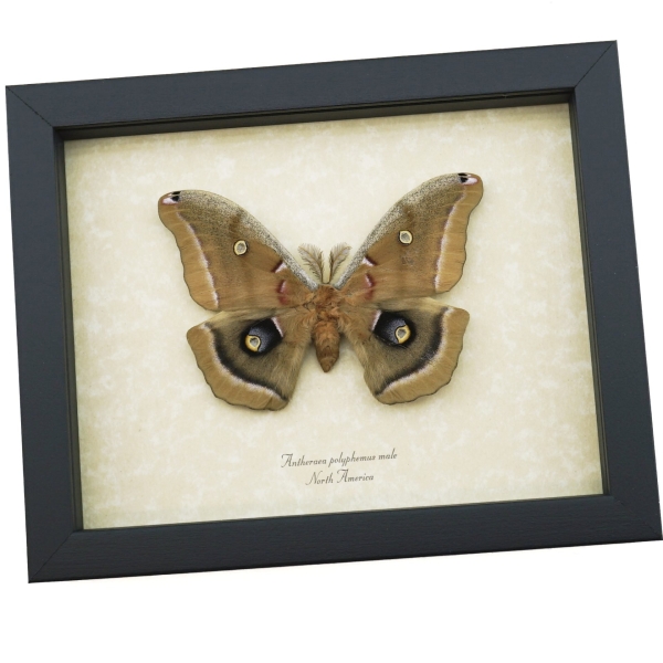 Antheraea polyphemus male Moth XL Real Framed Taxidermy Display