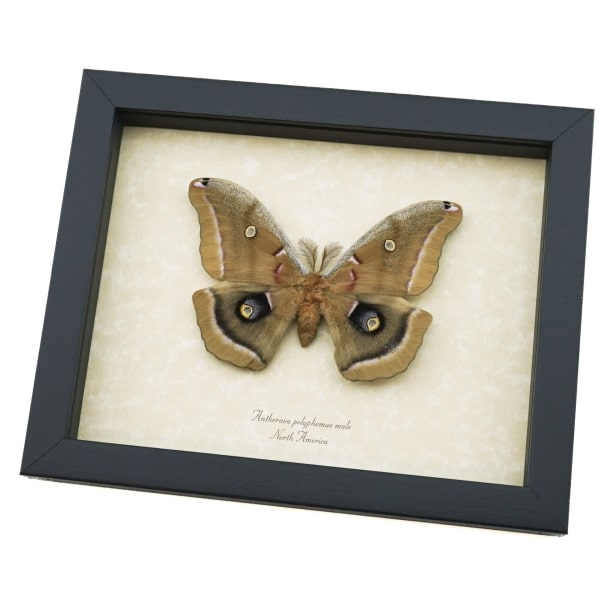 Antheraea polyphemus male Moth XL Real Framed Taxidermy Display