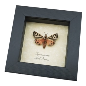 Real Framed Pink Virgin Tiger Moth Apantesis virgo Taxidermy Display