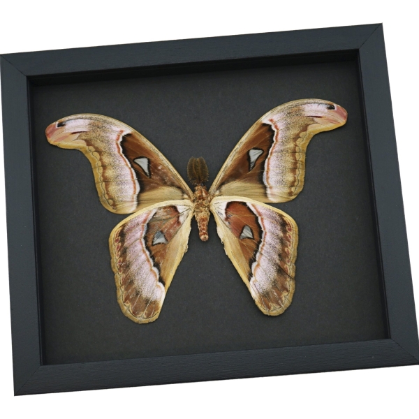 Snake Head Atlas Moth Attacus lorquinii Male Verso Large Real Framed Taxidermy Moonlight Display