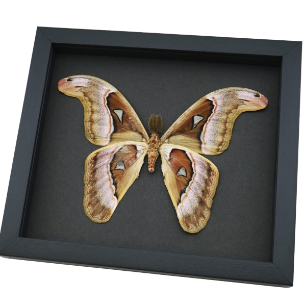 Snake Head Atlas Moth Attacus lorquinii Male Verso Large Real Framed Taxidermy Moonlight Display