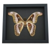 Snake Head Atlas Moth Attacus lorquinii Male Verso Large Real Framed Taxidermy Moonlight Display