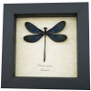 Real framed Damselfly Aurora Borealis Glittery Electric Green Taxidermy Display