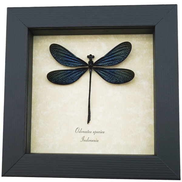 Real framed Damselfly Aurora Borealis Glittery Electric Green Taxidermy Display