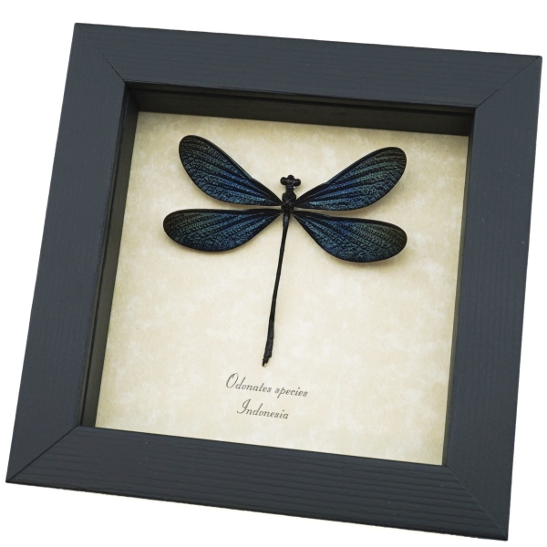 Real framed Damselfly Aurora Borealis Glittery Electric Green Taxidermy Display