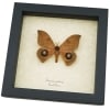 Automeris cinctistriga Rare Silkmoth Moth Saturniidae Eyespots Framed Taxidermy Display ooak