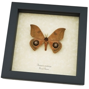 Automeris cinctistriga Rare Silkmoth Moth Saturniidae Eyespots Framed Taxidermy Display ooak