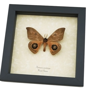 Automeris cinctistriga Rare Silkmoth Moth Large Eyespots Framed Taxidermy Display ooak