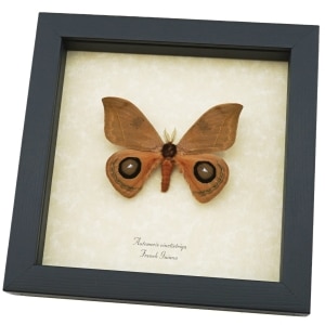 Automeris cinctistriga Rare Silkmoth Moth Large Eyespots Framed Taxidermy ooak