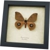 Automeris cinctistriga Rare Silkmoth Moth Saturniidae Framed Taxidermy Display ooak