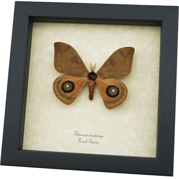 Automeris cinctistriga Rare Silkmoth Moth Saturniidae Framed Taxidermy Display ooak