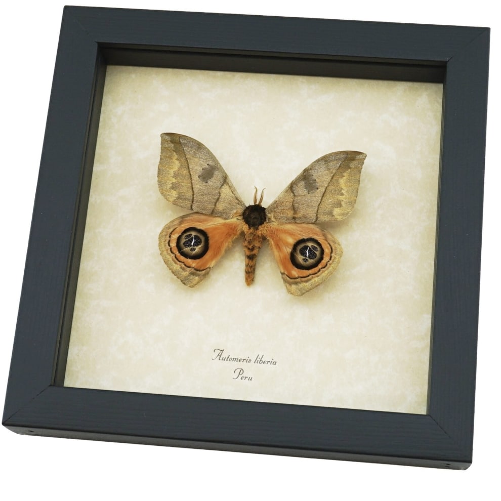 Automeris liberia Rare Silkmoth Moth Large Eyespots Framed Taxidermy ooak Automeris liberia Rare Silkmoth Moth Large Eyespots Framed Taxidermy ooak