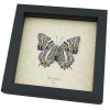 Baeotus baeotus White Flower Butterfly Real Framed Taxidermy Display
