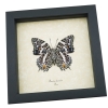 Baeotus deucalion White Flower Butterfly Real Framed Taxidermy Display