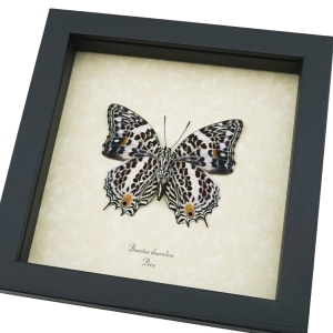 Baeotus deucalion White Flower Butterfly Real Framed Taxidermy Display