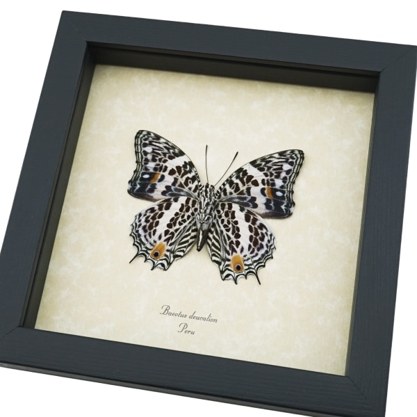 Baeotus deucalion White Flower Butterfly Real Framed Taxidermy Display