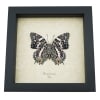 Baeotus deucalion White Flower Butterfly Real Framed Taxidermy Display