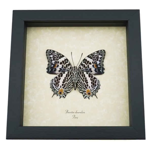 Baeotus deucalion White Flower Butterfly Real Framed Taxidermy Display