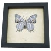 Baeotus japetus verso Lavender Butterfly Japetus Beauty Framed Taxidermy Display