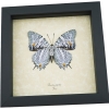 Baeotus japetus verso Lavender Butterfly Japetus Beauty Framed Taxidermy Display