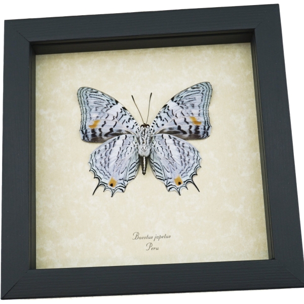 Baeotus japetus verso Lavender Butterfly Japetus Beauty Framed Taxidermy Display
