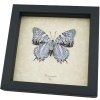 Baeotus japetus verso Lavender Butterfly Japetus Beauty Framed Taxidermy Display