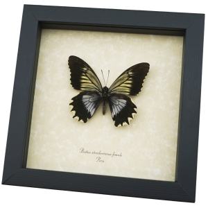 Battus streckerianus Female Rare Framed Gothic Butterfly Framed Taxidermy Display