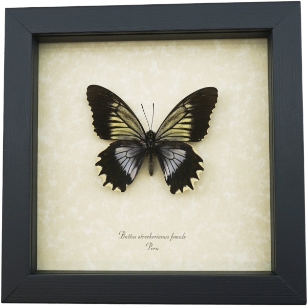 Battus streckerianus Female Rare Framed Gothic Butterfly Framed Taxidermy Display
