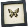 Framed Battus streckerianus Female Verso Rare Butterfly Taxidermy Display