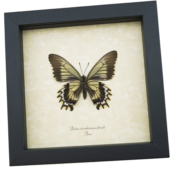 Framed Battus streckerianus Female Verso Rare Butterfly Taxidermy Display
