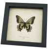 Framed Battus streckerianus Female Verso Rare Butterfly Taxidermy Display
