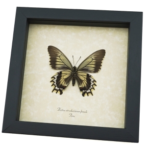 Framed Battus streckerianus Female Verso Rare Butterfly Taxidermy Display