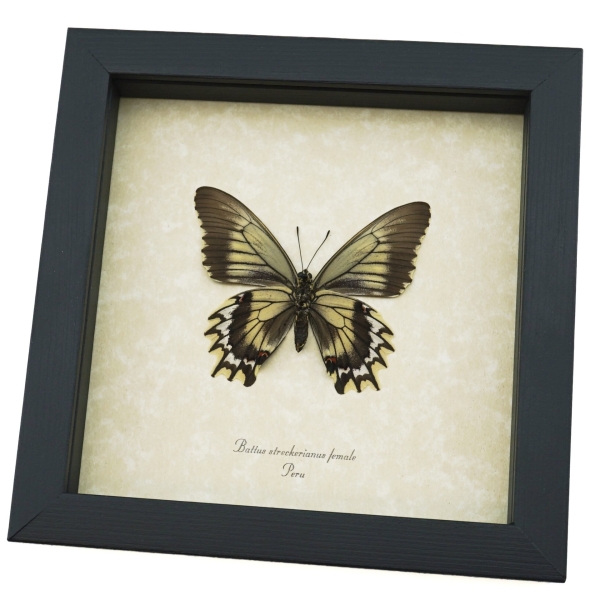 Framed Battus streckerianus Female Verso Rare Butterfly Taxidermy Display