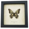 Framed Battus streckerianus Female Verso Rare Butterfly Taxidermy Display