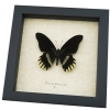 Battus streckerianus Male Rare Framed Gothic Butterfly Taxidermy Display